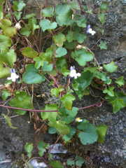 Cymbalaria muralis