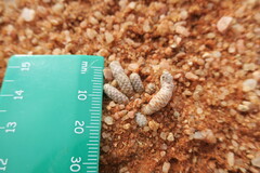 Anacampseros albissima