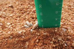 Anacampseros albissima