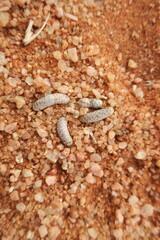 Anacampseros albissima