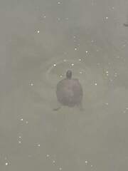 Trachemys scripta scripta