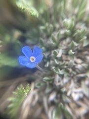 Eritrichium aretioides