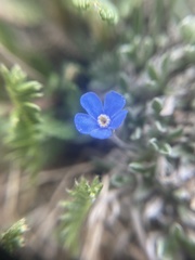 Eritrichium aretioides