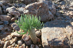 Tylecodon rubrovenosus