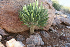 Tylecodon rubrovenosus