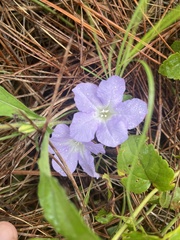 Ruellia ciliosa