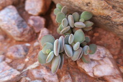 Crassula sericea