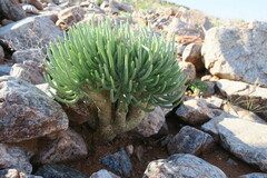 Tylecodon rubrovenosus