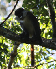 Cercopithecus ascanius