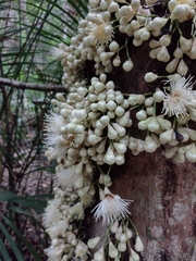 Syzygium cormiflorum