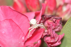 Thomisus spectabilis