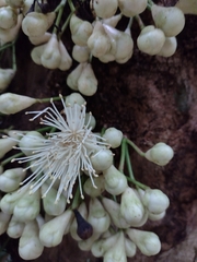 Syzygium cormiflorum