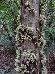 Syzygium cormiflorum