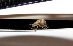 Pseudocneorhinus bifasciatus