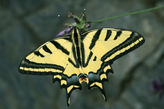 Papilio alexanor
