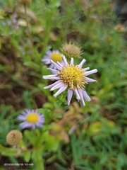 Aster oldhamii
