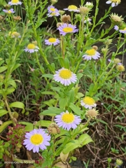 Aster oldhamii