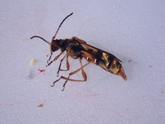 Necydalis cavipennis