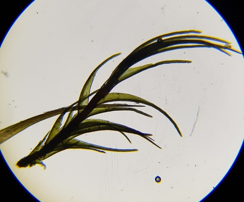 Image of Sharp-leaved Blindia by (c) Helen Waterman, some rights reserved (CC BY)