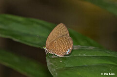 Arhopala moorei
