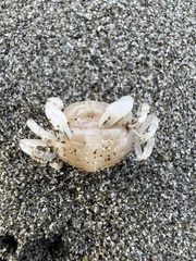 Nepinnotheres