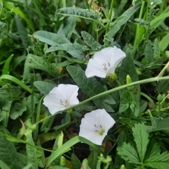Convolvulus arvensis