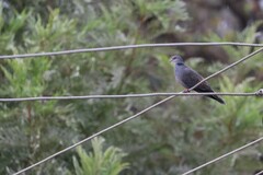 Streptopelia lugens