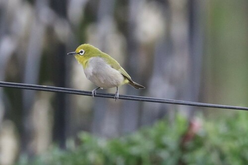 Ethiopian White-eye (Zosterops poliogastrus), photo 9