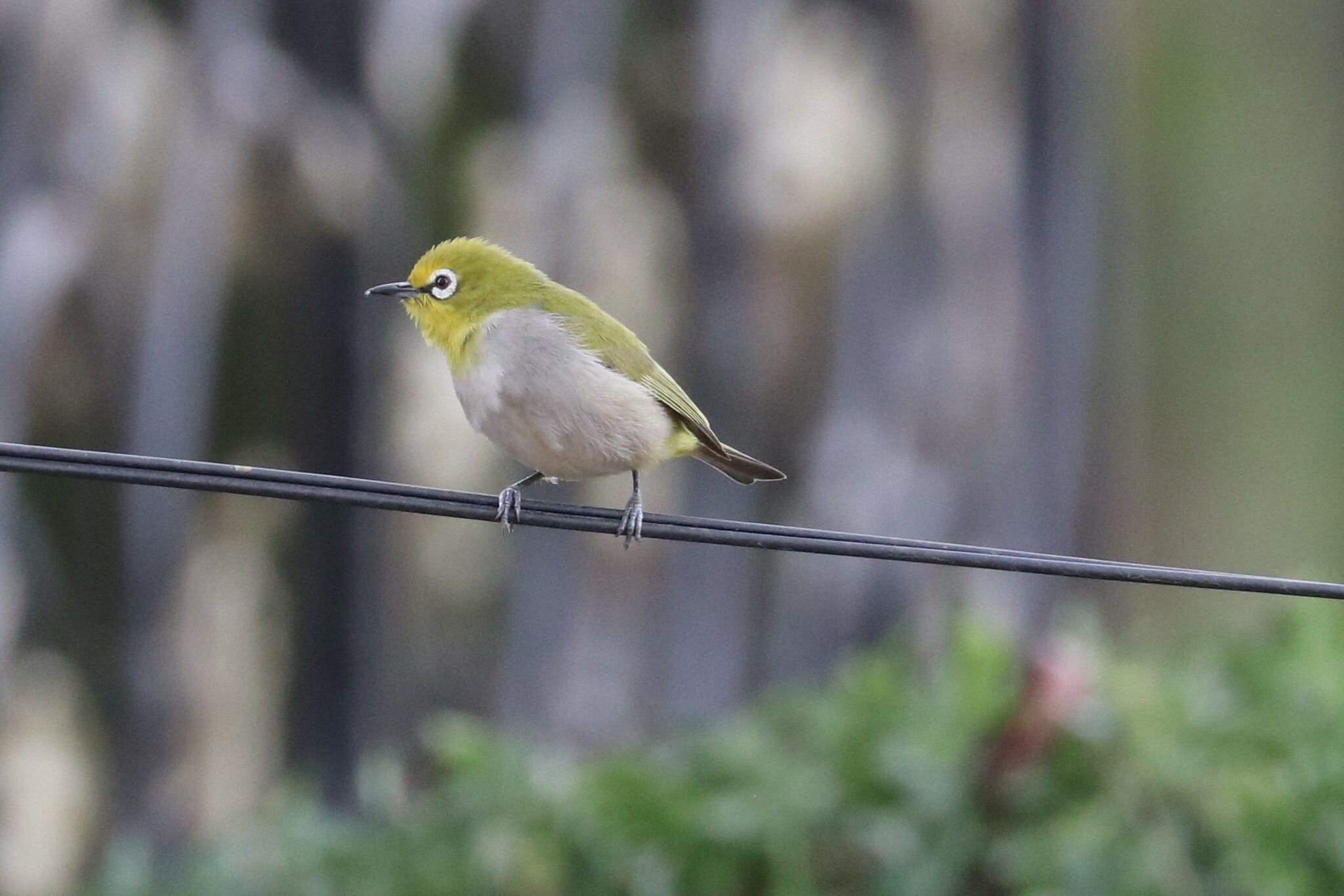 Ethiopian White-eye illustration