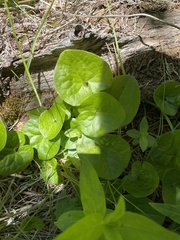 Asarum