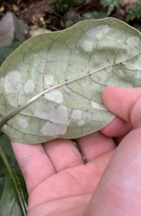 Phyllocoptes coprosmae