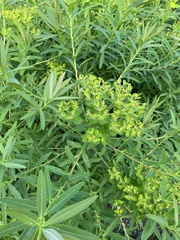 Euphorbia palustris