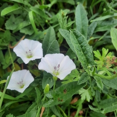 Convolvulus arvensis