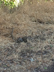 Otospermophilus beecheyi
