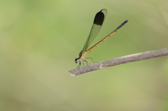 Euphaea pseudodispar