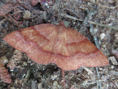 Plagodis pulveraria