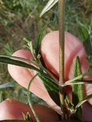 Olearia viscidula