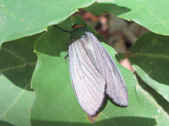 Macrobrochis staudingeri