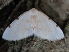 Lomographa bimaculata