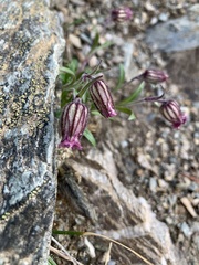 Silene uralensis