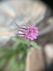 Silene uralensis