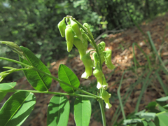 Sophora flavescens