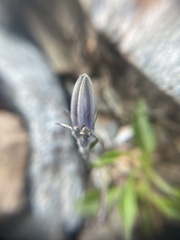 Campanula uniflora