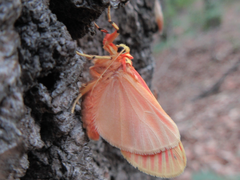 Barsine striata