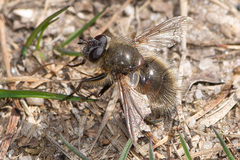 Tachina ursina
