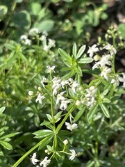 Galium anisophyllon