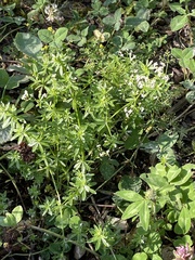 Galium anisophyllon