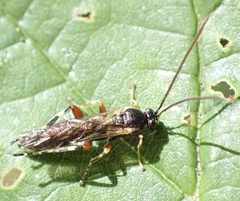 Itoplectis maculator