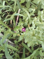 Centaurium japonicum