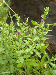 Centaurium japonicum